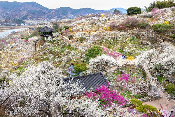 熱愛花卉與大自然的韓國觀光公社海參崴支社員工的光陽推薦行程
